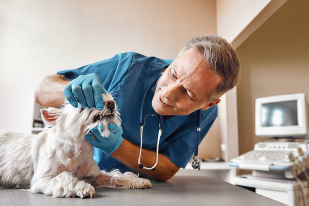 Best Mobile Emergency Dentist in Limestone Creek, FL